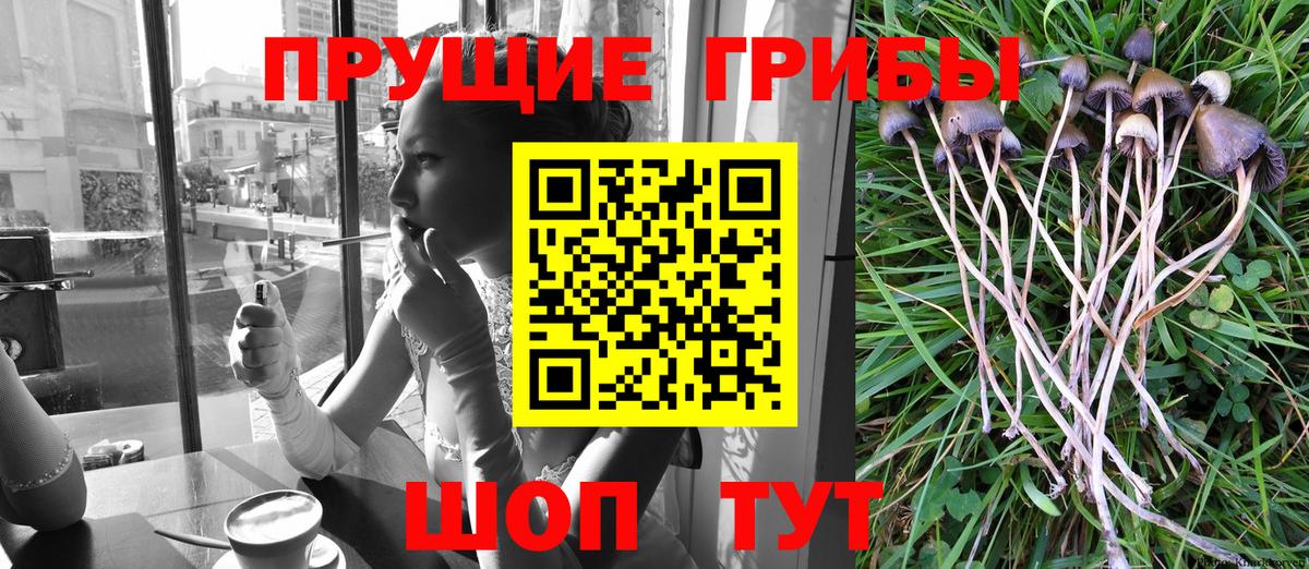 Галлюциногенные грибы Psilocybe Назрань
